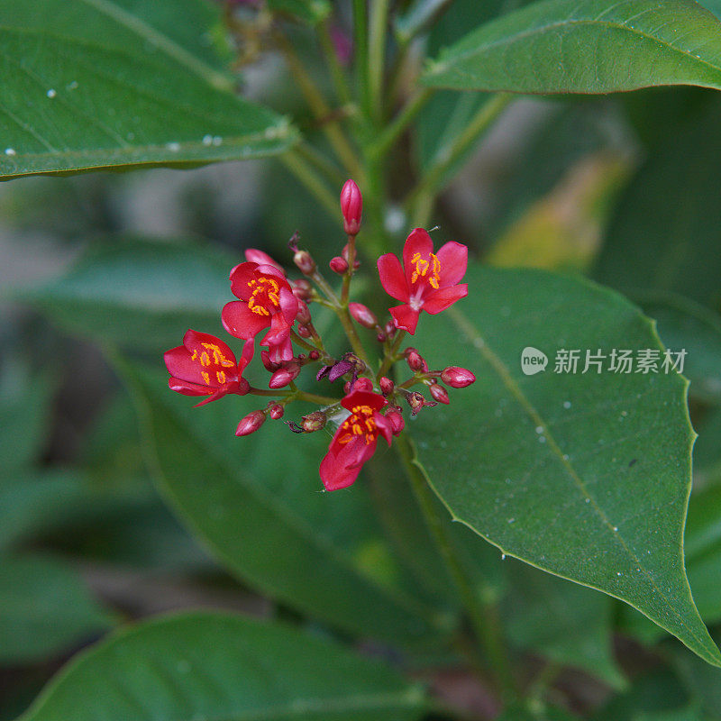 red flowers of the Jatropha integerrima or ( Peregrina, Bunga Batavia, Spicy Jatropha, Shanghai Beauty, Cotton-leafed Jatropha, Jarak, Rose-Flowered Jatropha, 琴叶珊瑚, 日日樱 )